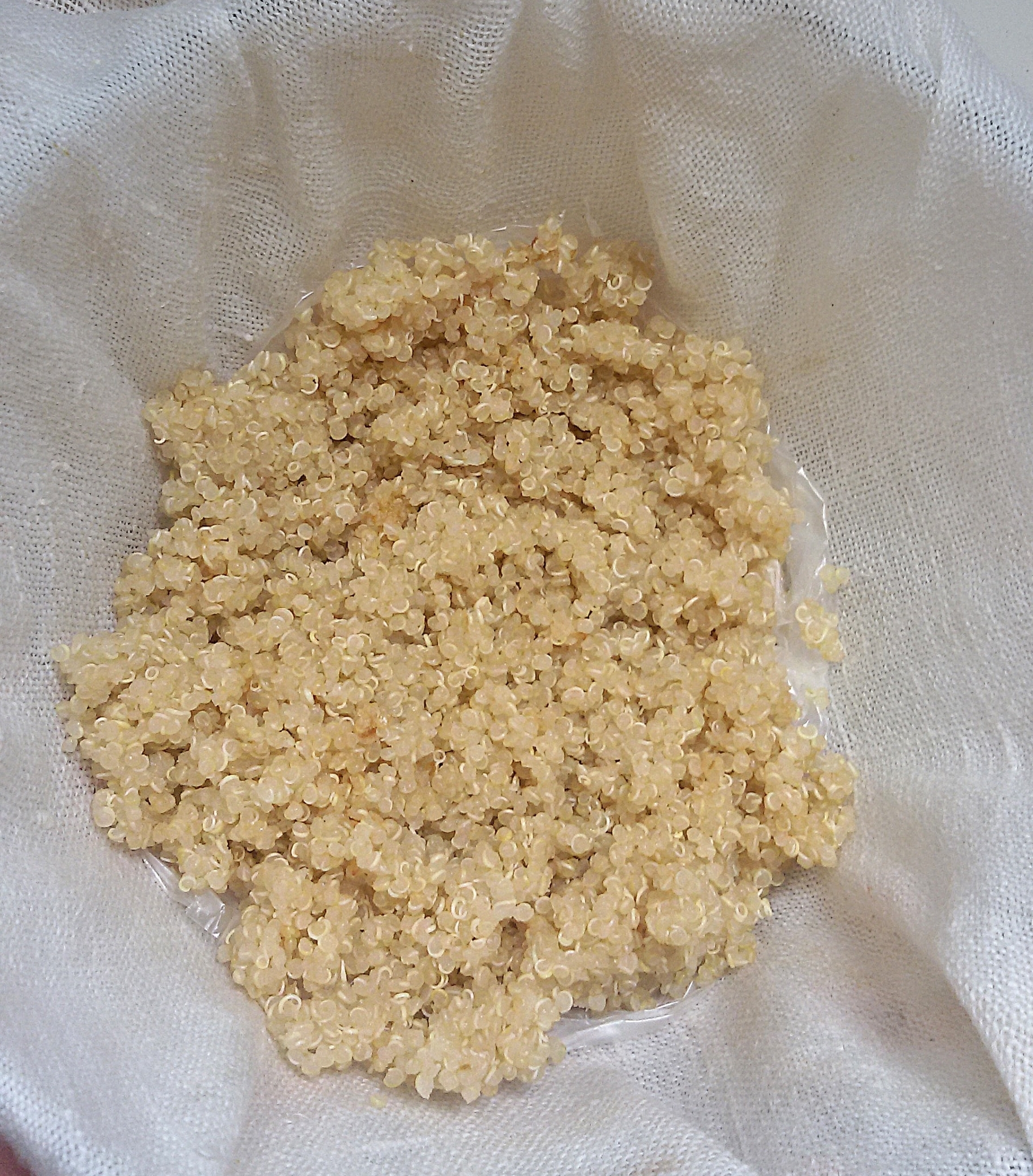 komosa ryżowa